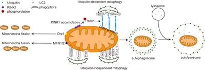 Mitophagy in Antiviral Immunity